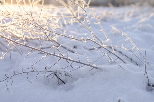 冬雪