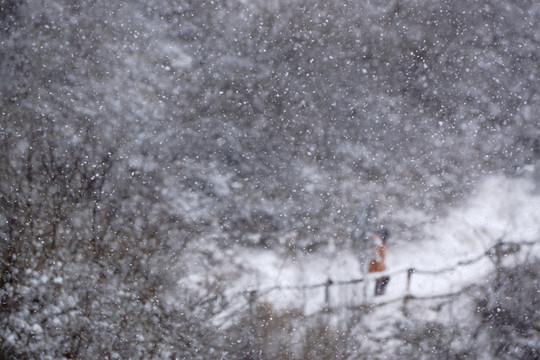 雪景 樹(shù)林