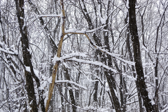 雪景 樹枝