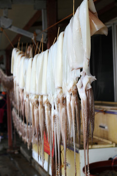 晾曬的魷魚(yú)