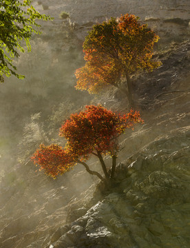 兩棵樹(shù)