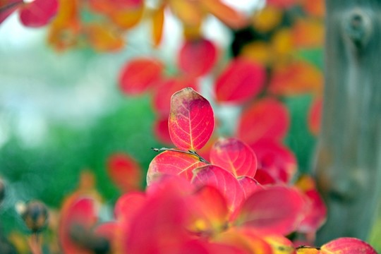 紅葉谷  紅樹葉