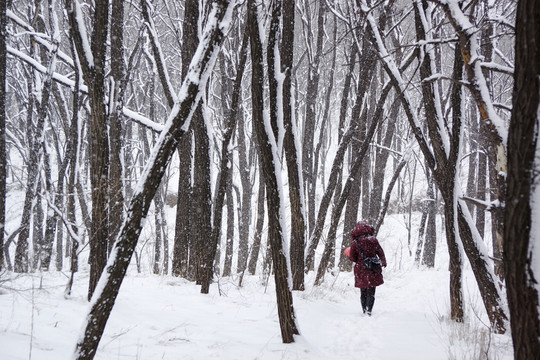雪景 樹林