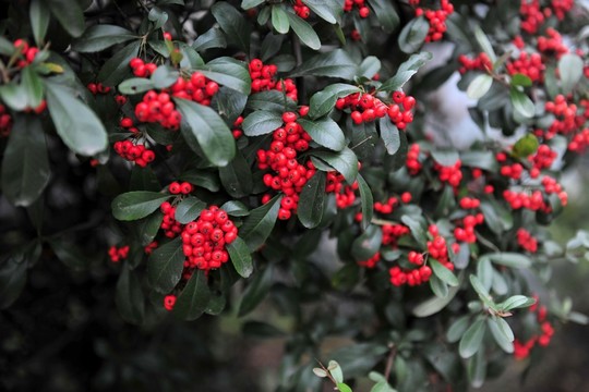 火棘  紅豆