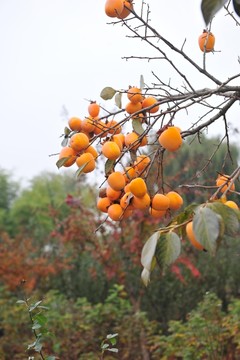 柿子  柿子樹