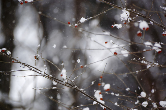 雪景小品