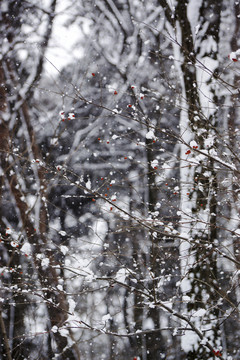 雪 樹(shù)林
