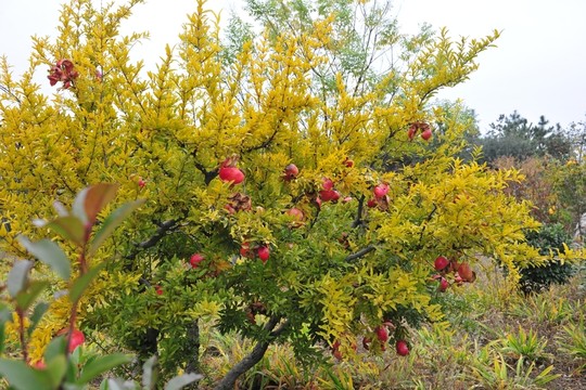 石榴樹(shù) 紅石榴