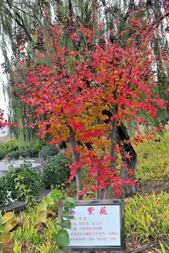 紫薇樹(shù) 紅葉