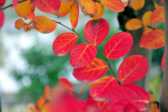 紅葉