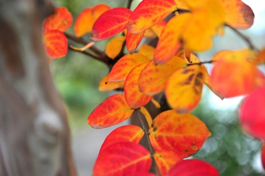 紅樹葉