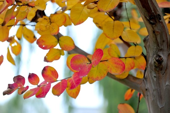 高清樹葉