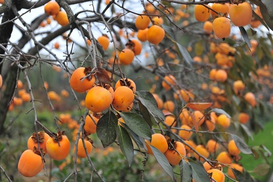 碩果累累 柿子樹