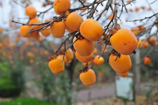 柿子林 柿子