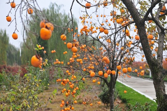 柿子 柿子樹(shù)
