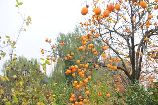柿子樹(shù) 柿子