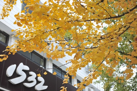銀杏樹葉 金秋 樹葉