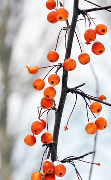 紅麗