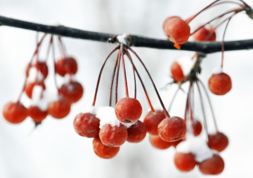 紅果