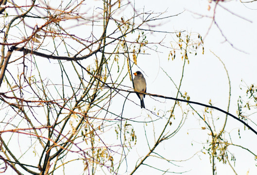 樹上的鳥