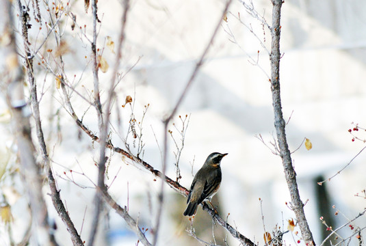 樹上的鳥
