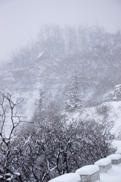 雪中仰天山