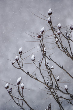 雪花 樹枝