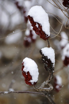 雪花 樹枝