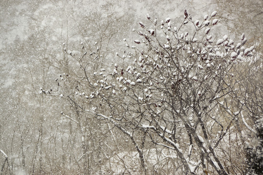雪花 樹枝