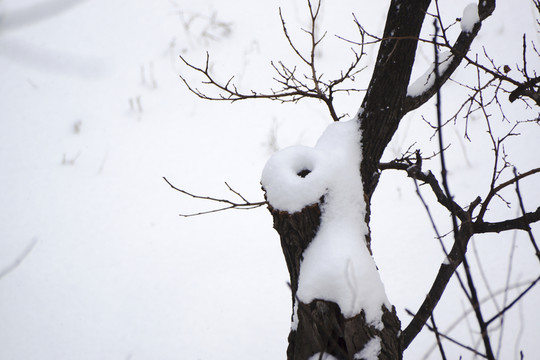 雪景 樹枝