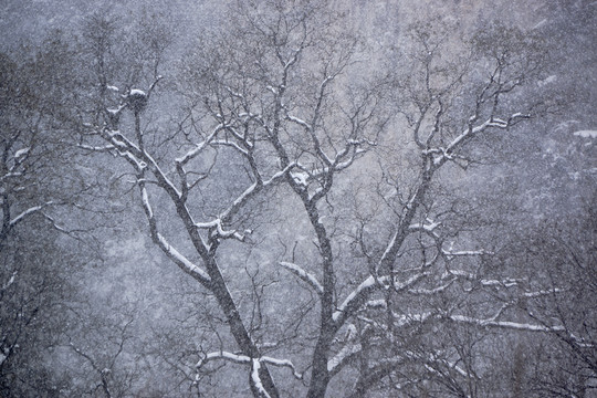 槐樹枝 雪