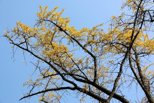 銀杏