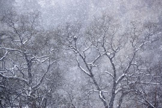 槐樹枝 雪