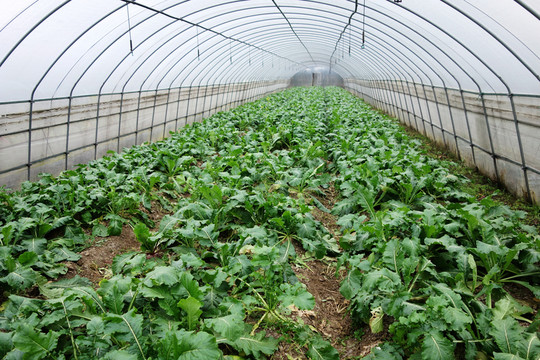 大棚種植 青菜種植
