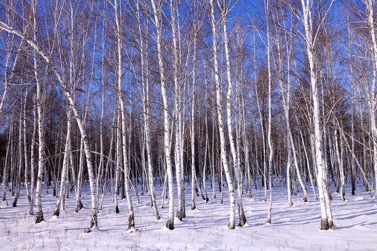 白樺林雪景