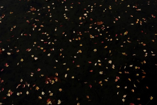 水中落葉