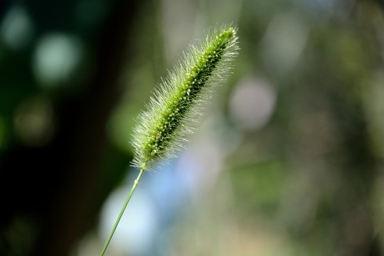 狗尾巴花