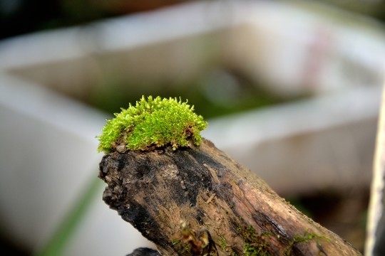苔蘚