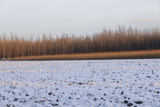 樹林