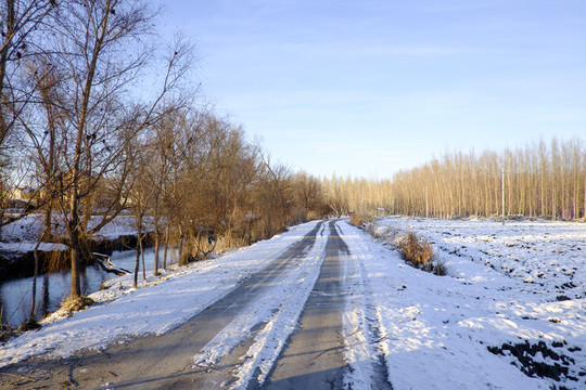 樹林 小路