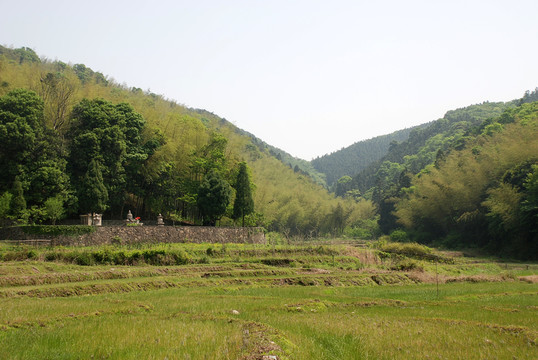 竹林