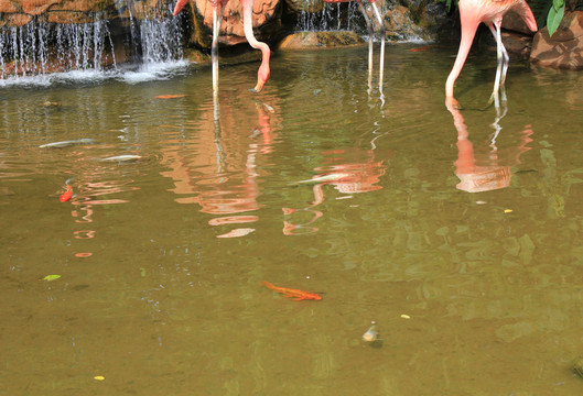 火烈鳥 湖 動物園 湖光水色
