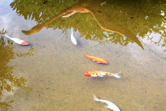錦鋰魚