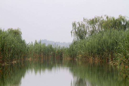 馬踏湖濕地 蘆葦 湖面