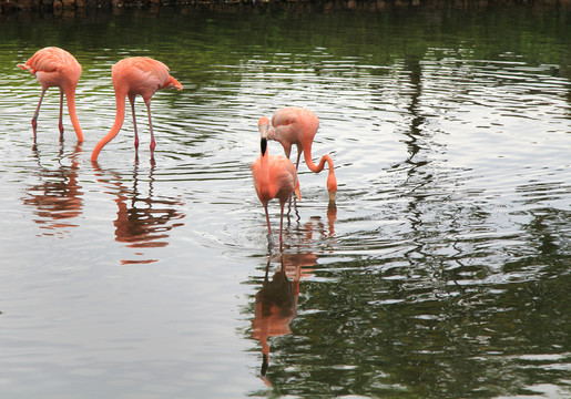 火烈鳥(niǎo) 湖 動(dòng)物園 湖光水色