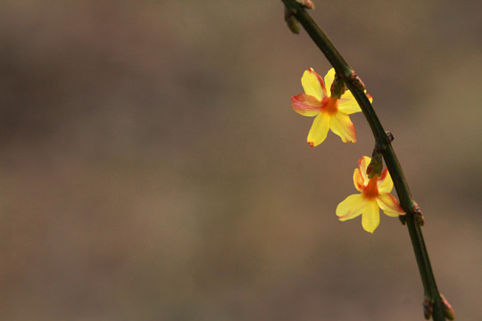 迎春花