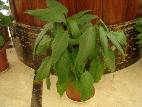 綠色植物