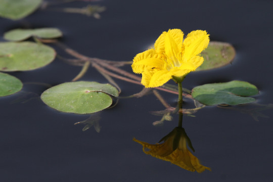 荇菜