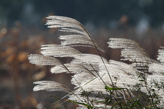 白芒
