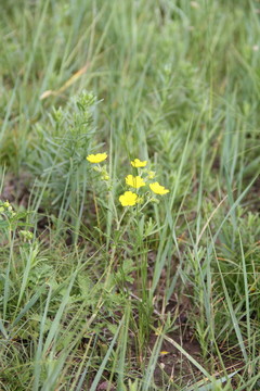 草原小黃花